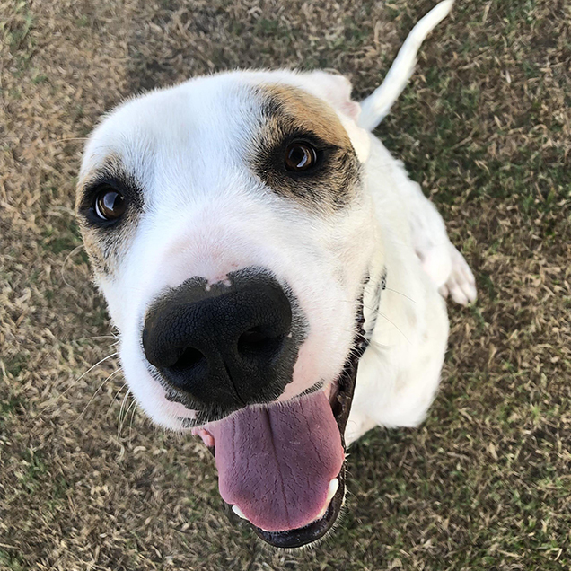 rspca happy tail dog no longer chained